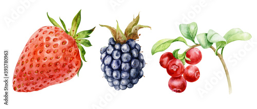 Watercolor illustration. A set of strawberries, blackberries, and lingonberries drawn in watercolor on an isolated background.