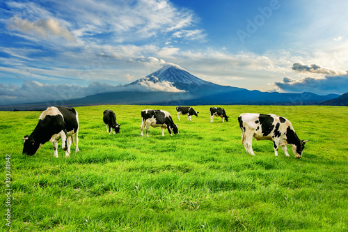 Cows eating lush grass on the green field in front of Fuji mountain, Japan. photo