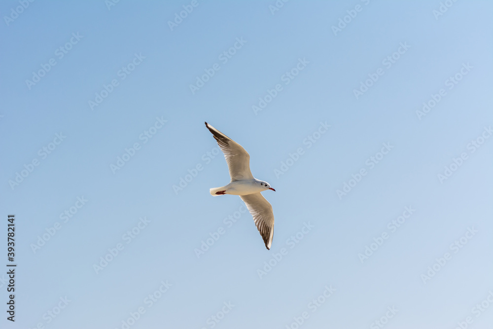 Fototapeta premium A common white seagull (Larus canus) flying against blue sky over the Jumeirah beach in the city of Dubai, United Arab Emirates