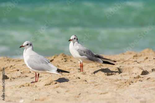 A loving couple of common white seagulls (Larus canus) standing on the sand Jumeirah beach in the city of Dubai, United Arab Emirates
