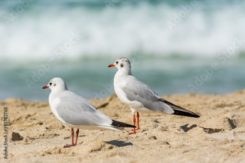 A loving couple of common white seagulls (Larus canus) standing on the sand Jumeirah beach in the city of Dubai, United Arab Emirates © zz3701