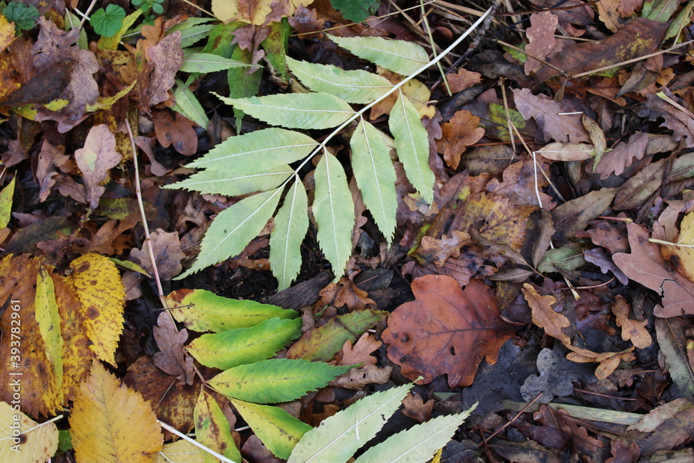Laubfall im Herbst Laubfall im Herbst