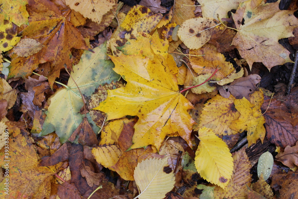 Herbstlaub im Wald