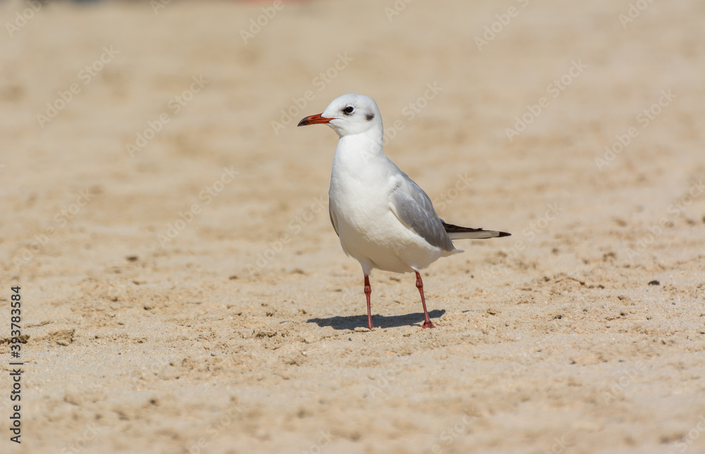 A common white seagull (Larus canus) standing on the sand Jumeirah beach in the city of Dubai, United Arab Emirates A common white seagull (Larus canus) standing on the sand Jumeirah beach in the city of Dubai, United Arab Emirates