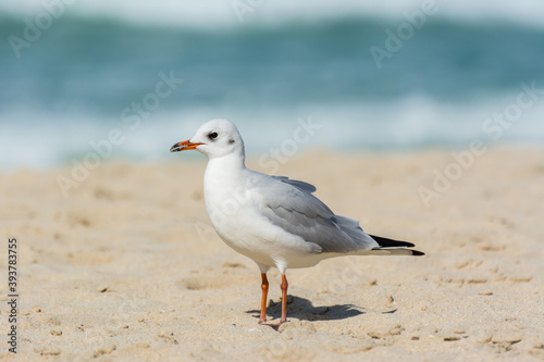 A common white seagull (Larus canus) standing on the sand Jumeirah beach in the city of Dubai, United Arab Emirates