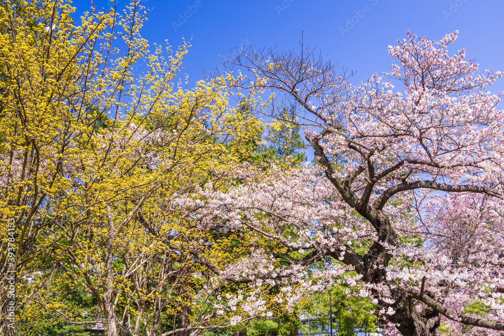 桜　仙台榴ヶ岡公園