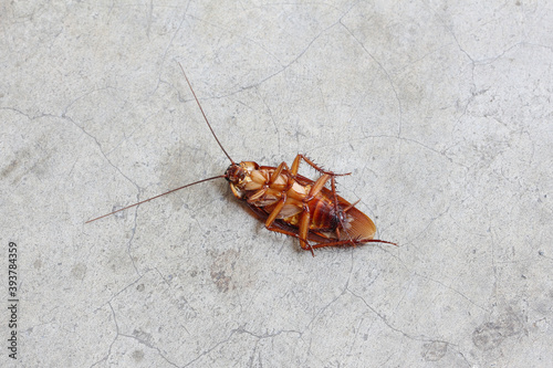 Dead cockroach on the street. Close up. Blurred