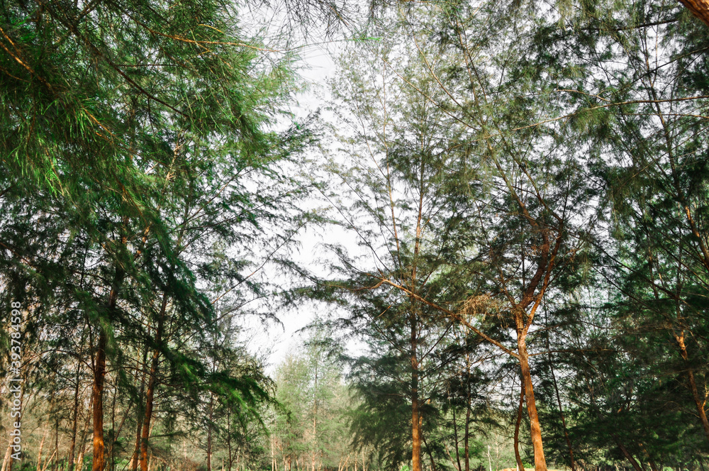 Fototapeta premium tree in the forest