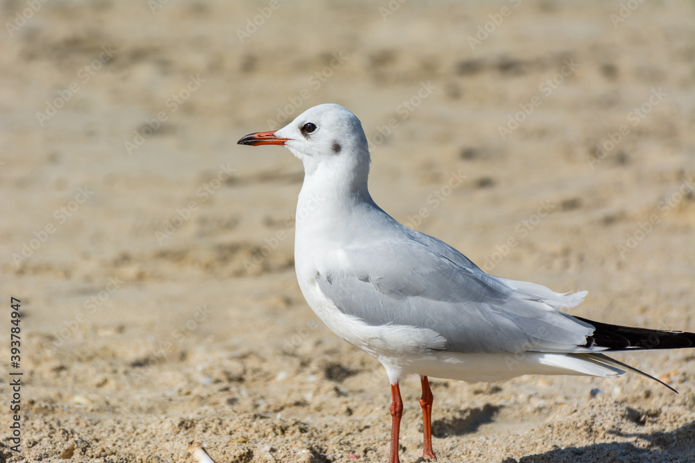 A common white seagull (Larus canus) standing on the sand Jumeirah beach in the city of Dubai, United Arab Emirates A common white seagull (Larus canus) standing on the sand Jumeirah beach in the city of Dubai, United Arab Emirates