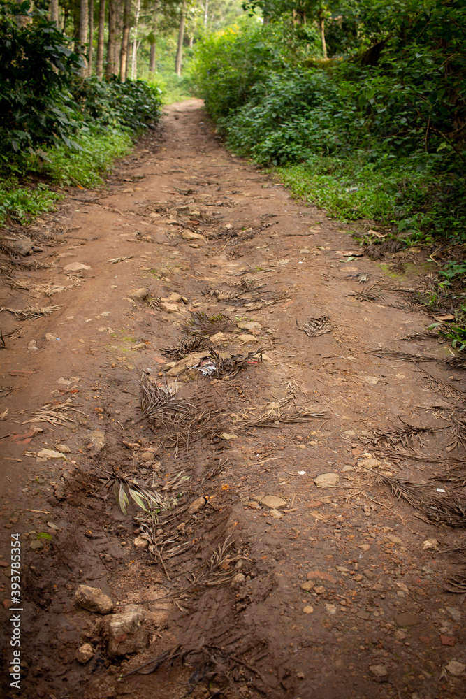 Hiking path along coffee plantation in Yercaud, Tamil Nadu, India. Selective focus Hiking path along coffee plantation in Yercaud, Tamil Nadu, India. Selective focus