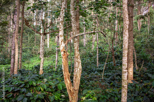 Beautiful view of the trees providing shade to coffee plantations in Yercaud hill station, Tamil Nadu, India photo