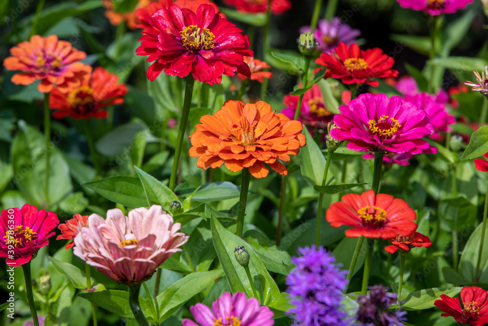 beautiful colorful zinnias in the summer garden beautiful colorful zinnias in the summer garden