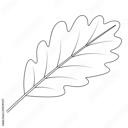 Oak Leaf. Part of the tree with veins. Vector illustration. Outline on an isolated white background. Doodle style. Sketch. Coloring book. The leaf is used in the symbols of different countries. 