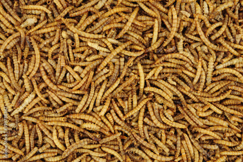 Dried mealworm larvae background used for pets and wild bird food