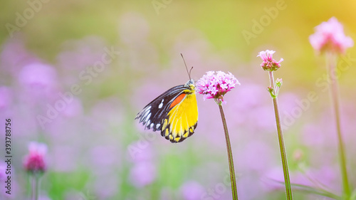 Butterflies and flowers in nature