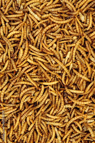 Dried mealworm larvae background used for pets and wild bird food © philip kinsey