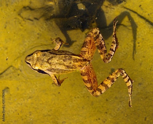 agile frog (rana dalmatina) photo