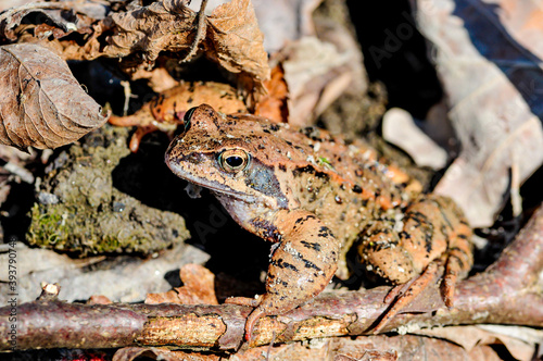 grass frog (rana temporaria) photo