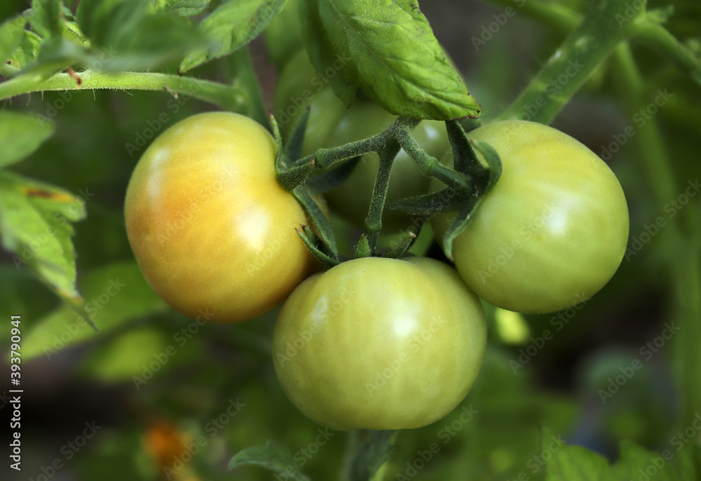 Homegrown green tomatoes in garden