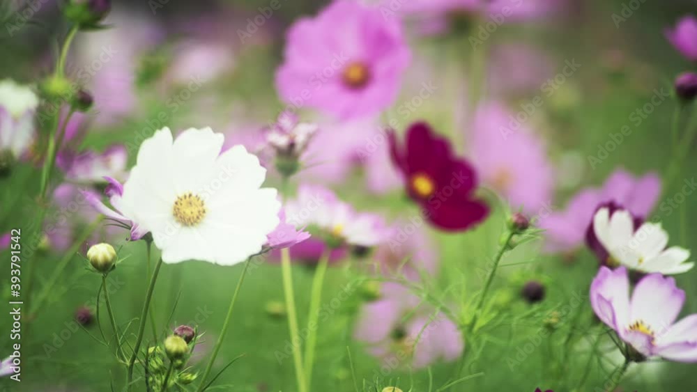 Cosmos Flowers Viewing at Guandu, Taipei in Taiwan. Farmers plant cosmos during the fallow period of rice. It can restore soil fertility and also be used as fertilizer. The beautiful scenery in autumn Cosmos Flowers Viewing at Guandu, Taipei in Taiwan. Farmers plant cosmos during the fallow period of rice. It can restore soil fertility and also be used as fertilizer. The beautiful scenery in autumn