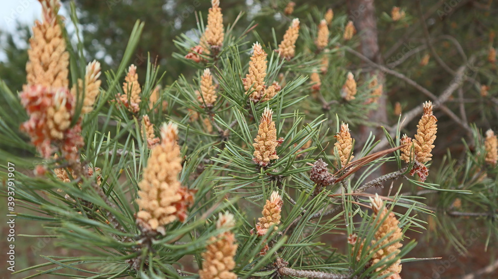 pine blossom pine blossom