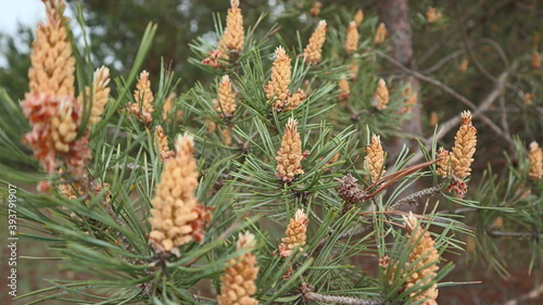 pine blossom