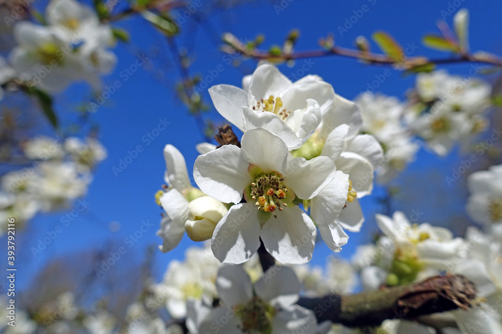 Obraz premium Kirschblüten