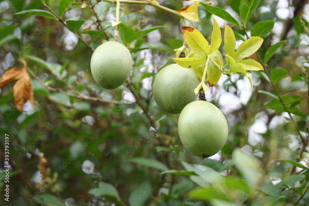 fruit de la passion