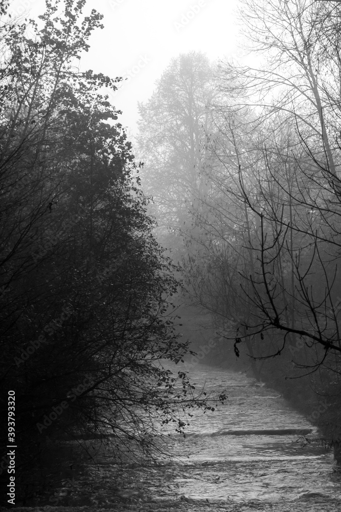 Fototapeta premium misty morning in the forest