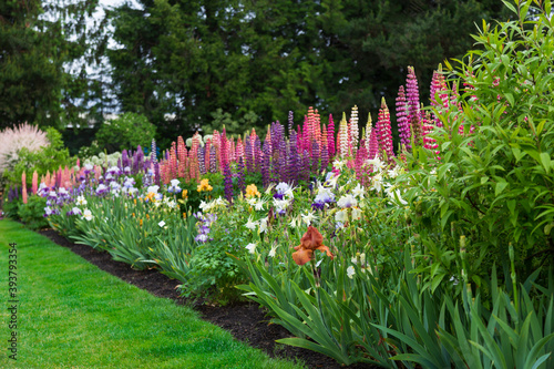 An English Style Garden Path with Mowed Lawn, Mixed Flower Beds, Blooming Salix Integra Trees - Daytime photo