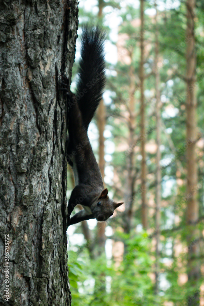 A curious European squirrel with a bushy tail. Siberian red squirrel. Forests Of Siberia. A curious European squirrel with a bushy tail. Siberian red squirrel. Forests Of Siberia.
