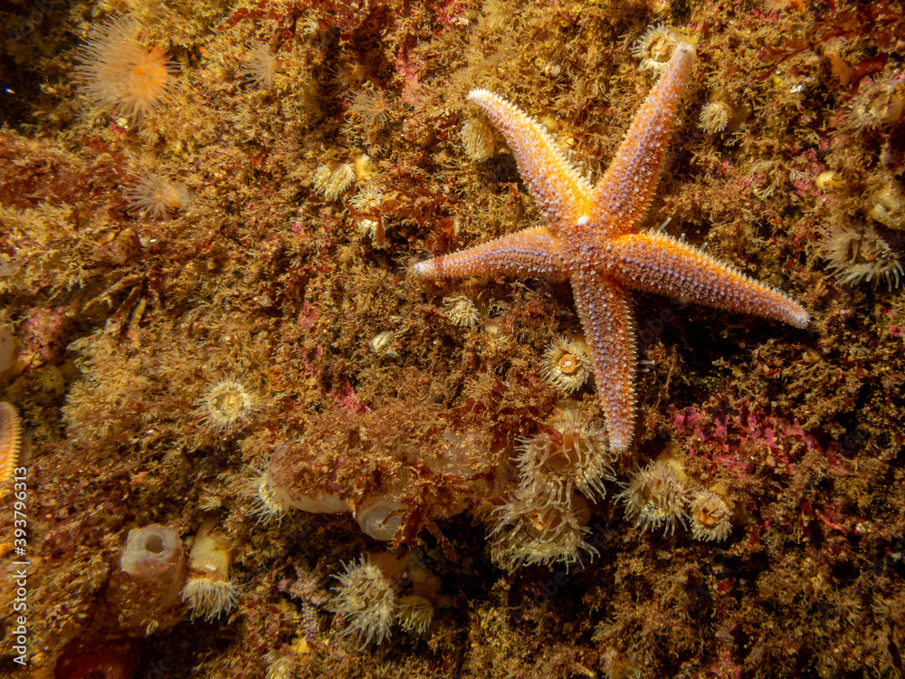 A closeup picture of a common starfish, common sea star or sugar starfish, Asterias Rubens. Picture from the Weather Islands, Skagerack Sea, Sweden A closeup picture of a common starfish, common sea star or sugar starfish, Asterias Rubens. Picture from the Weather Islands, Skagerack Sea, Sweden