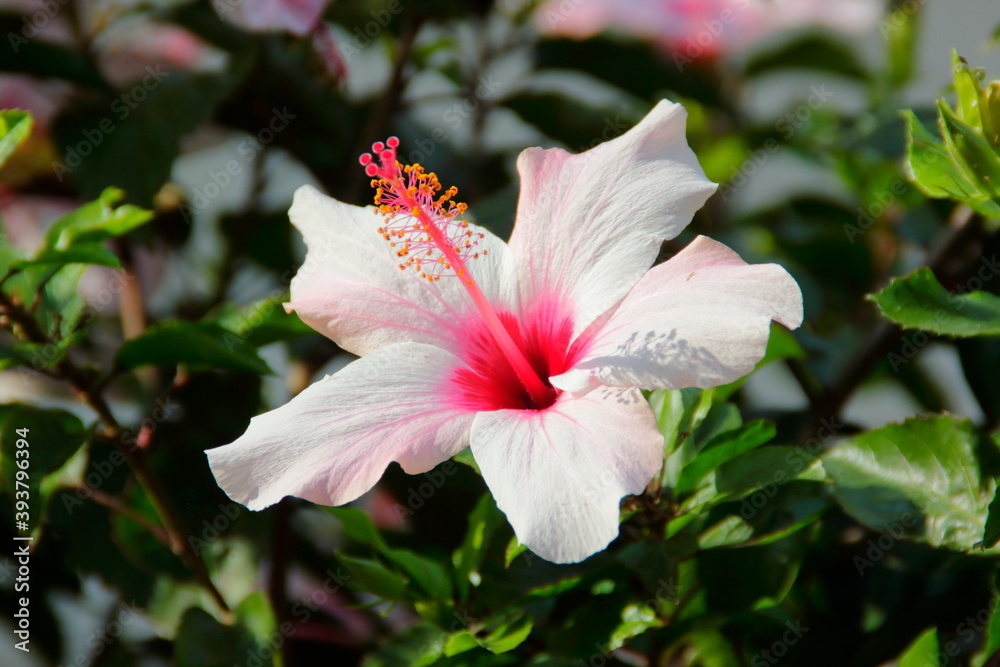 Fototapeta premium pink and white hibiscus flower