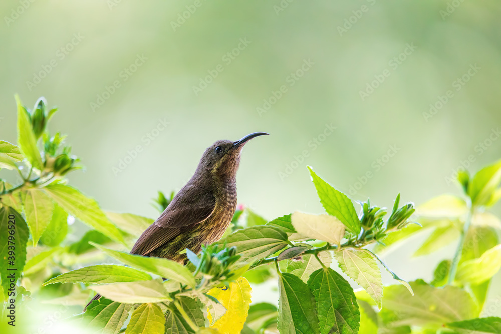 Fototapeta premium Tacazze Sunbird (Nectarinia tacazze) perched on tree, lake Ziway, Ethiopia safari wildlife