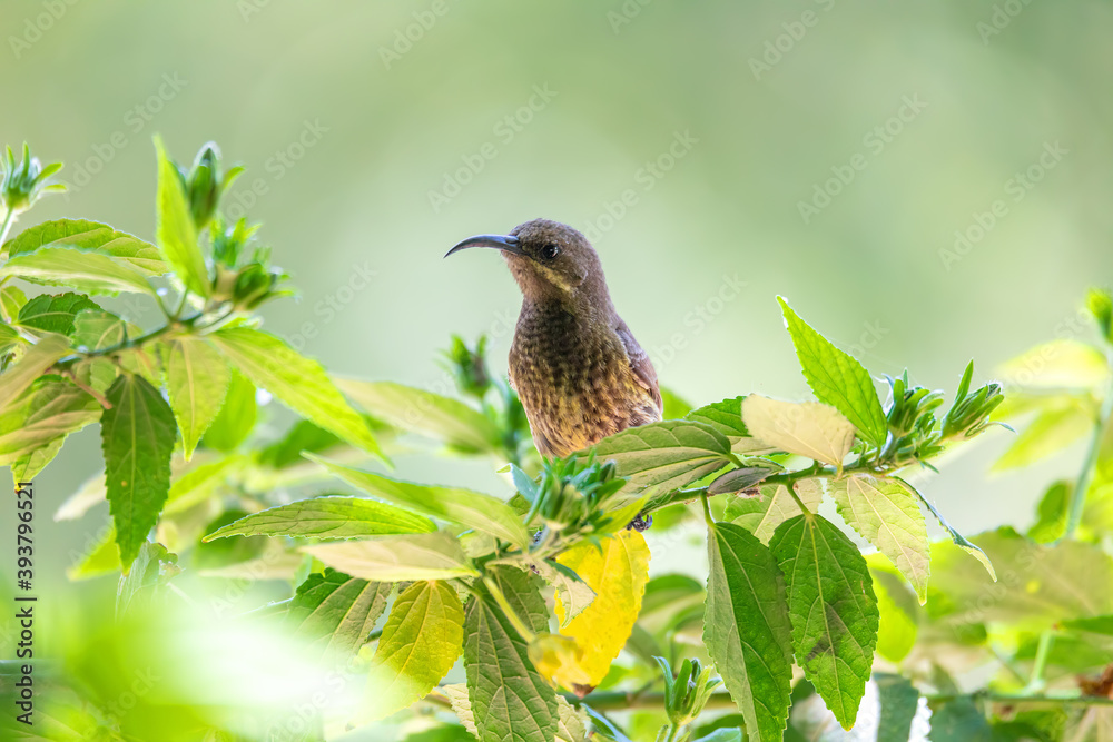 Fototapeta premium Tacazze Sunbird (Nectarinia tacazze) perched on tree, lake Ziway, Ethiopia safari wildlife