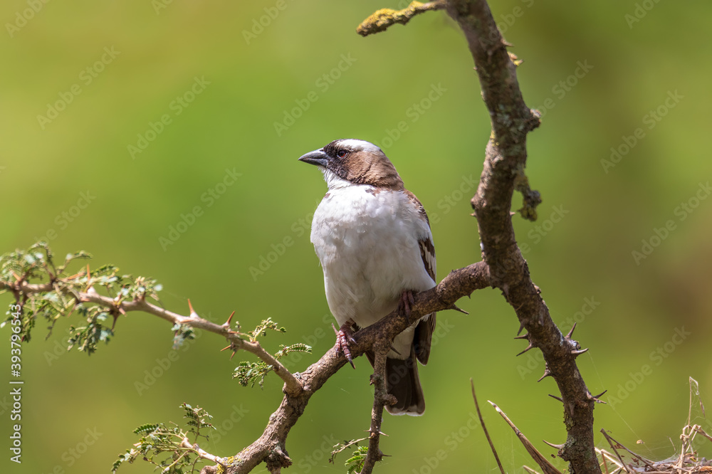 bird White-browed sparrow-weaver (Plocepasser mahali), near Hawassa, Ethiopia wildlife bird White-browed sparrow-weaver (Plocepasser mahali), near Hawassa, Ethiopia wildlife