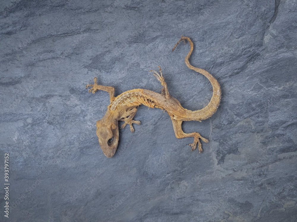 Top view of dry dead Common house gecko (Hemidactylus frenatus) on rock texture background