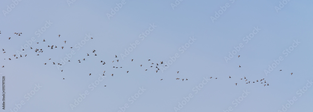 Bar-tailed godwits (Limosa lapponica) in flight over the East Frisian island Juist, Germany.