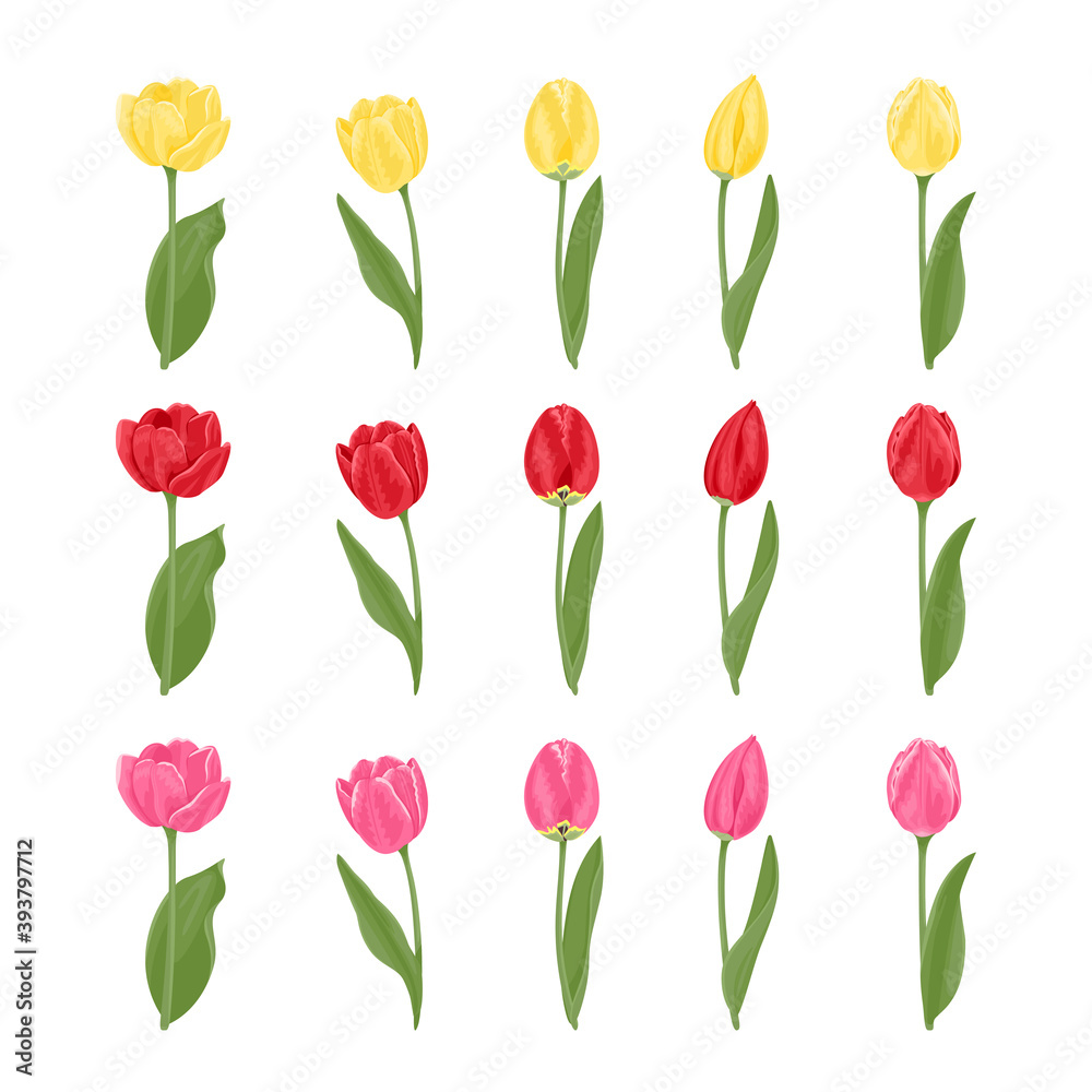 Collection of tulips of different shapes and colors isolated on white background. Yellow, pink and red spring flower. Vector floral illustration in cartoon flat style.