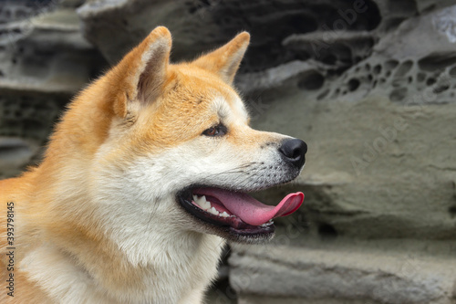 Akita Inu / Shiba Inu dog in the summer outdoors.