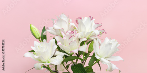 Blossoming delicate flowers of peony lily  white blooming lilies flowers on pink background