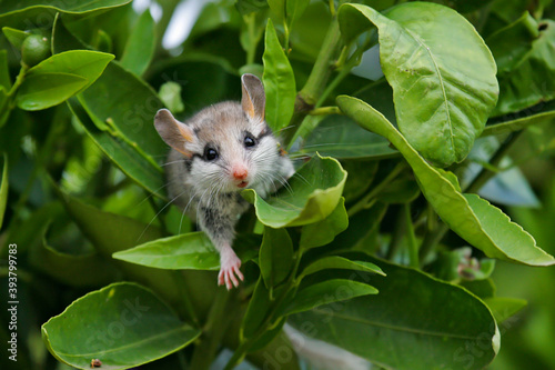 Fotografie Garden Dormouse (Eliomys quercinus) close-up of climbing adult in bushes, Spain