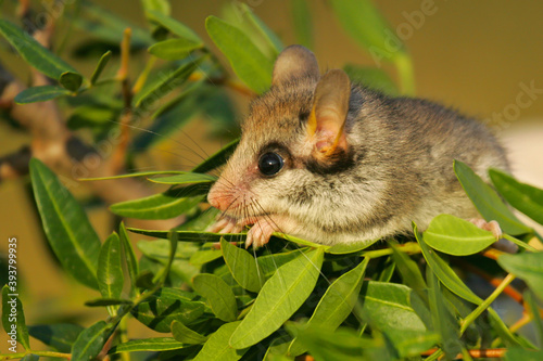 Quadro su tela Garden Dormouse (Eliomys quercinus) close-up of climbing adult in bushes, Spain