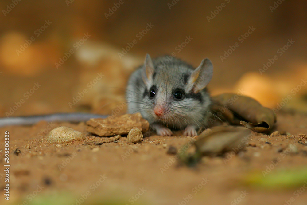 Garden Dormouse (Eliomys quercinus) adult hiding on forest floor, Spain Garden Dormouse (Eliomys quercinus) adult hiding on forest floor, Spain