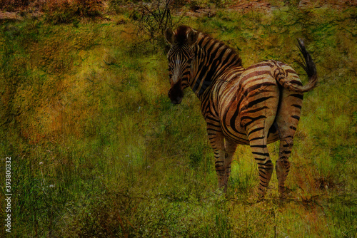 Merhfachbelichtung Zebra abstrakt