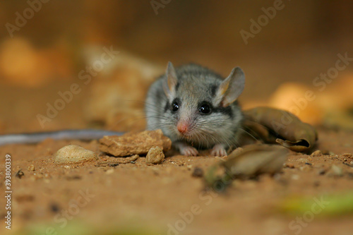 Garden Dormouse (Eliomys quercinus) adult hiding on forest floor, Spain