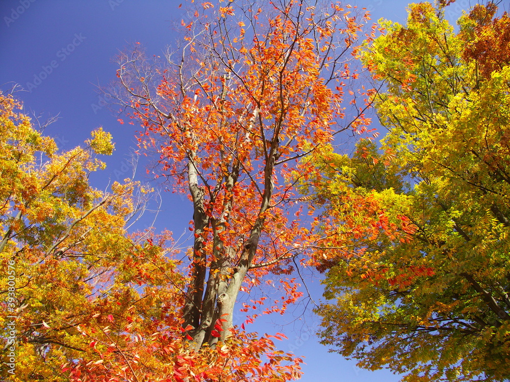 青空に映える紅葉の欅と黄葉の欅 青空に映える紅葉の欅と黄葉の欅