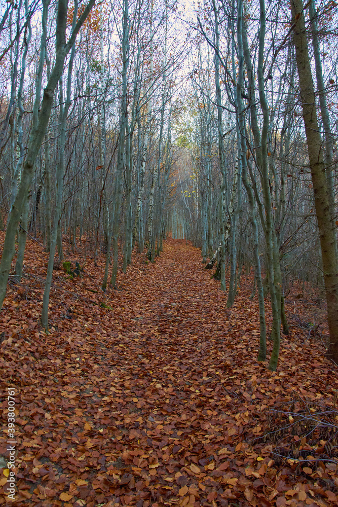 Obraz premium golden autumn forest in october