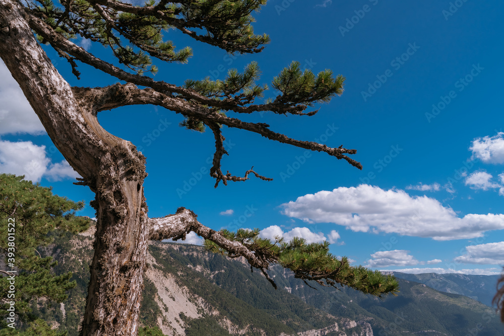 pine tree in the mountains