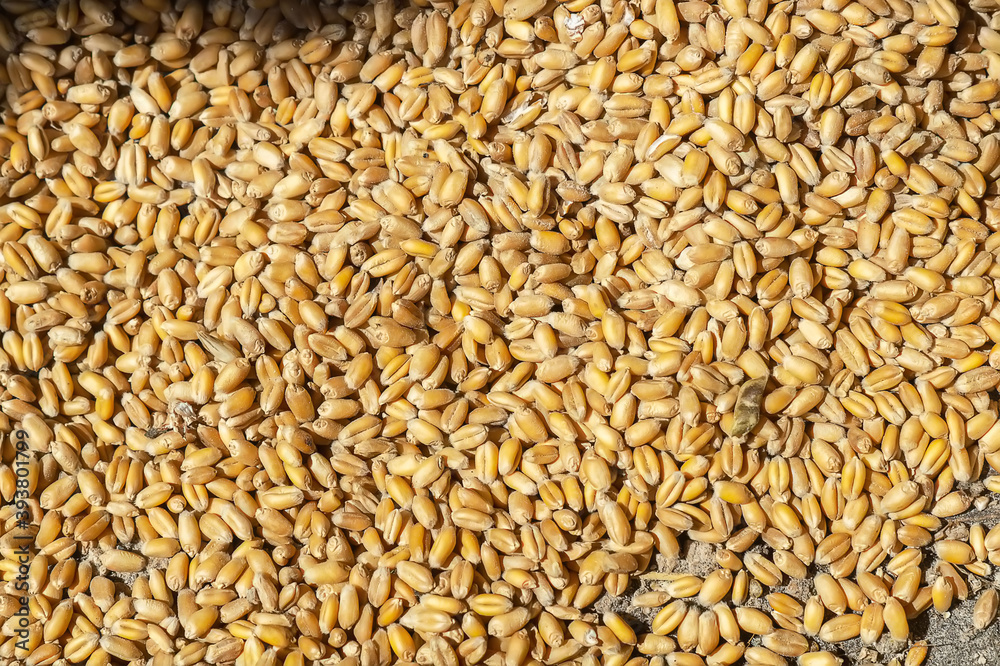 Top view of yellow wheat grains in close-up. Wheat background Top view of yellow wheat grains in close-up. Wheat background